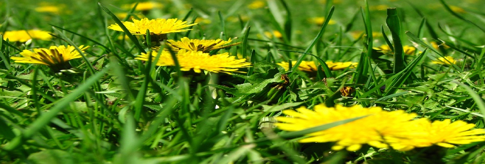 Weed Control in Lawns