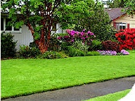 lawn that has been reseeded