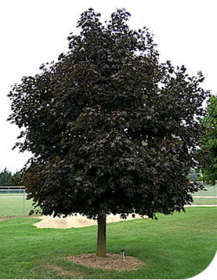 maple tree as found in western new york