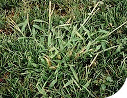 common crabgrass